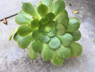 Jade, snake plants, succulents