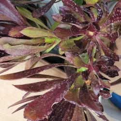 Free Fennel And Plants