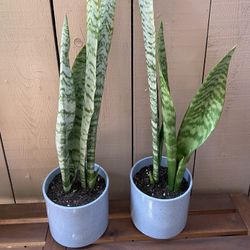 Snake Plant