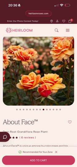 Heirloom rose plant in pot