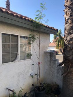 Young Tree Sapling in Pot