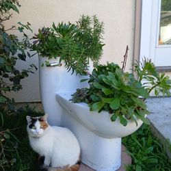 Succulent Toilet