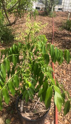 June plum tree