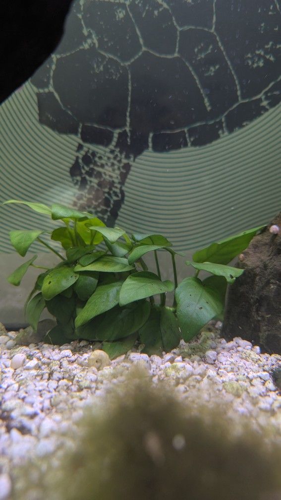 Anubias Nana