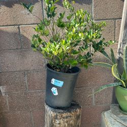 Evergreen Brush Wavy Leaf 