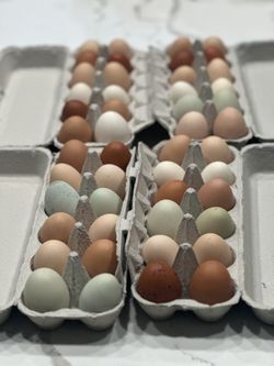 Free Range Organic Eggs 🥚