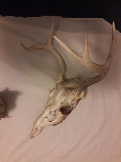 Deer skull with antler