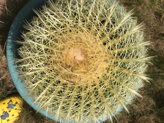 Echinocactus Grusonii Golden Barrel BIG BOY !!
