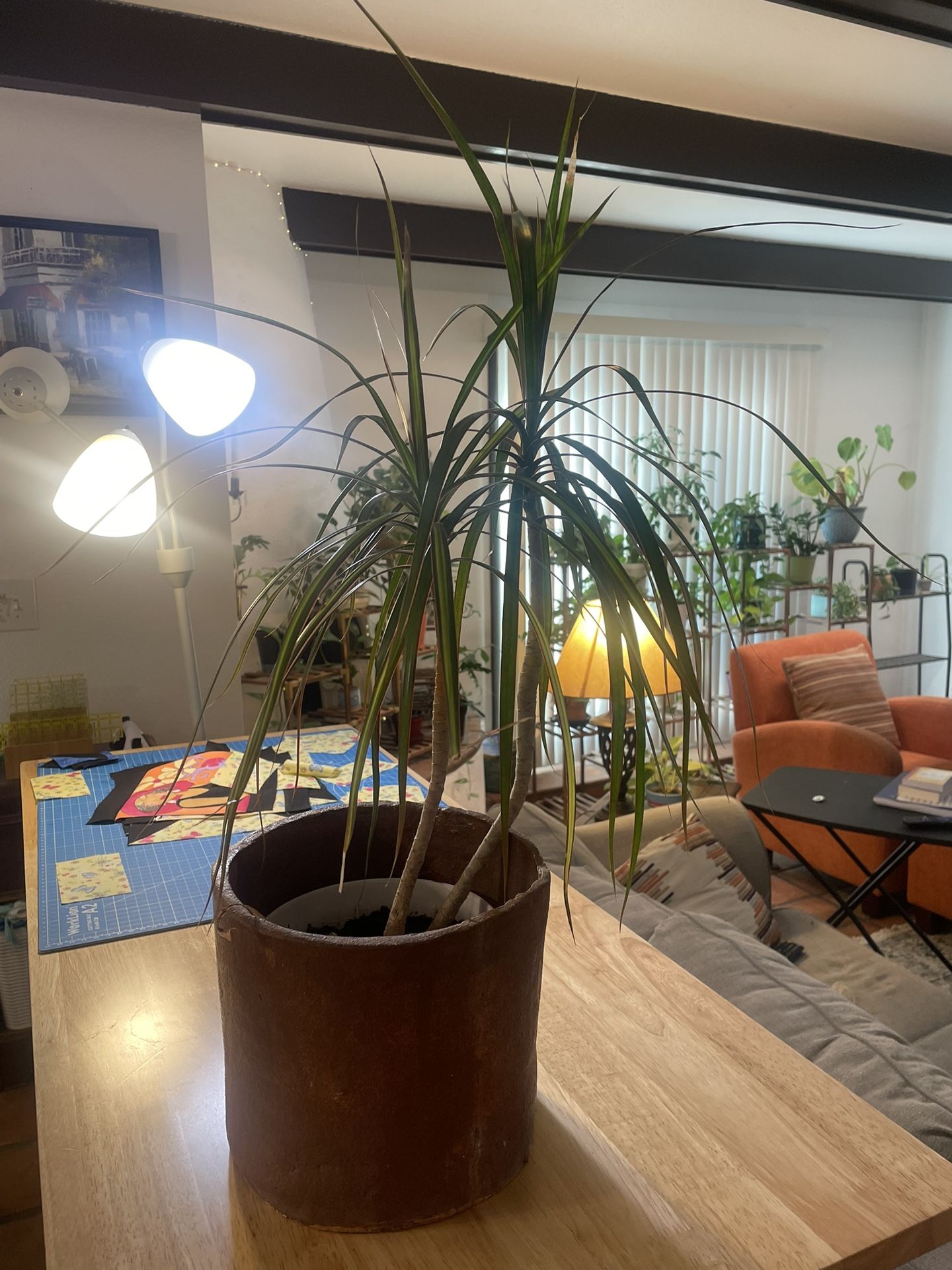 Dracaena plant