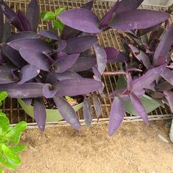 Purple Plant