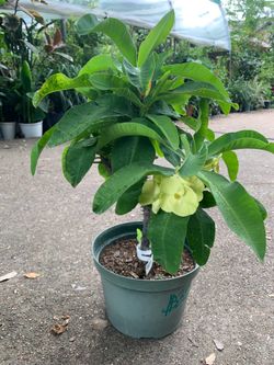 Green Tea crown of thorn