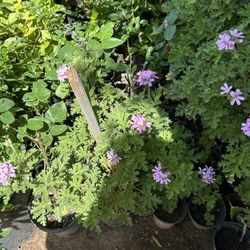 Citronella Repellent Mosquito Plants En Maceta