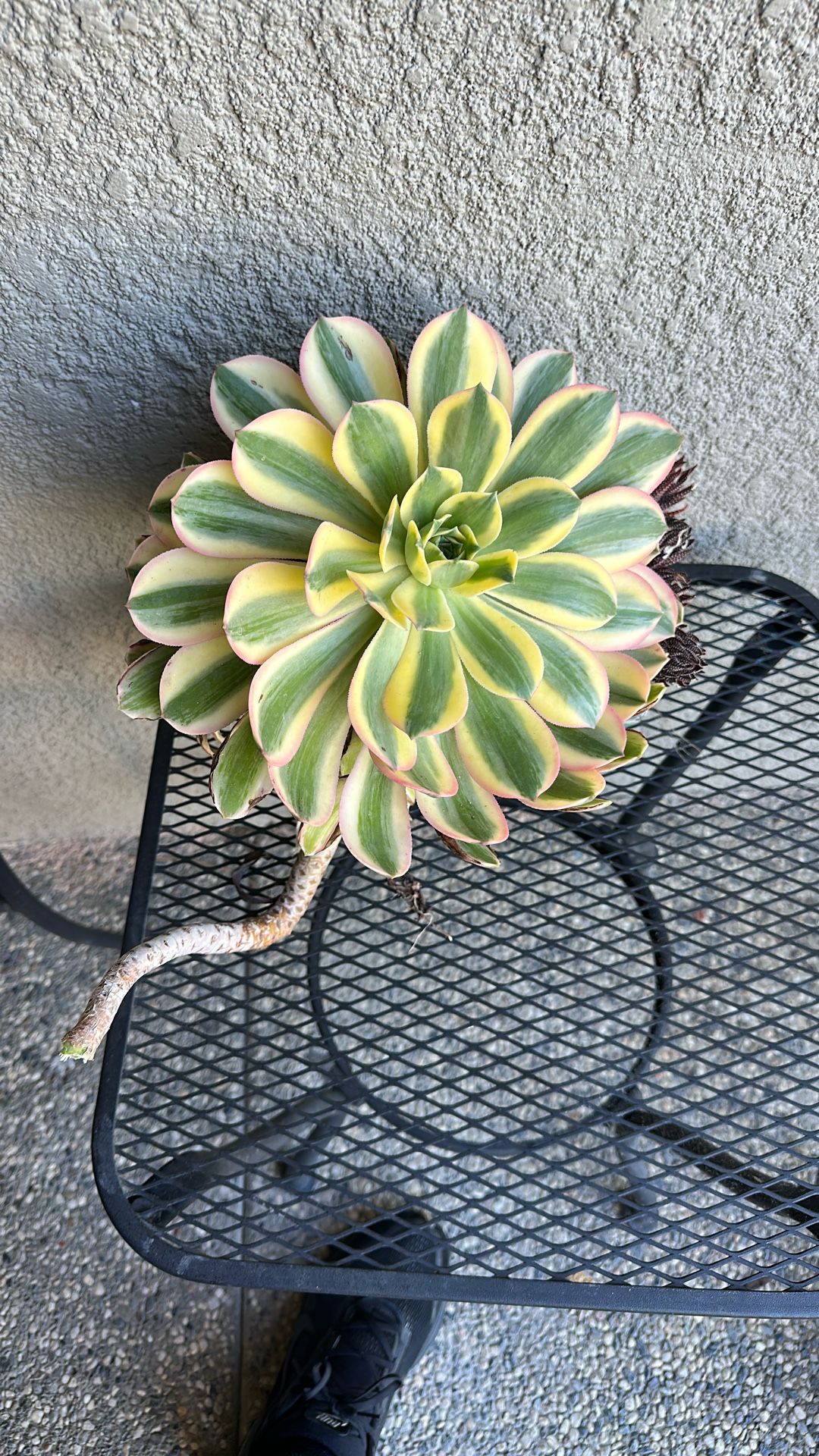 Big Aeonium Sunburst Succulent Cutting 