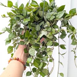 Hoya Krohniana Eskimo/Silver Splash Plant 6" Pot - Indoor House Plants