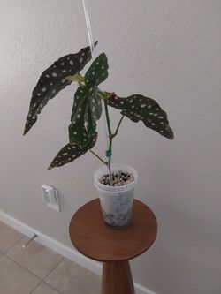 Begonia Maculata