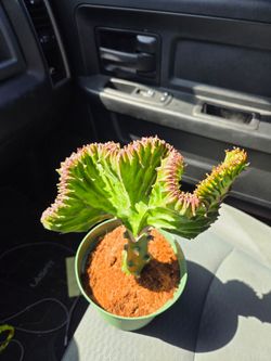 Mermaid Tail Cactus - Euphorbia lactea Cristata Grafted cactus Cacti Succulent