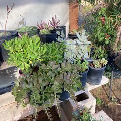 Plants