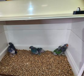 Brinsea parrot brooder