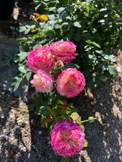 Living the dream rose