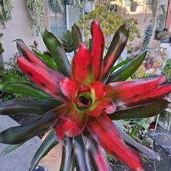 Bromeliad Neoregelia MEDUSA Plant $35