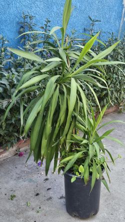 Plant