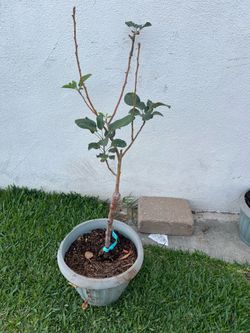 Grafted Unknown Variety Apple Tree