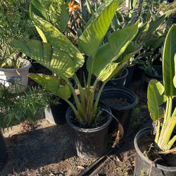 Giant Birds Of Paradise Plants