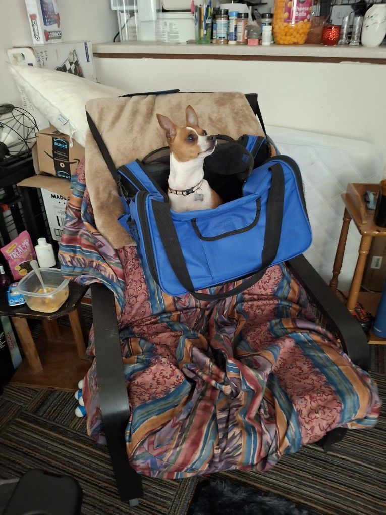 Dog Carrier /In Car Carrier ( seatbelt )
