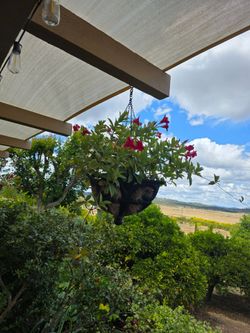 2 Flowering Mandevilla Hanging Basket