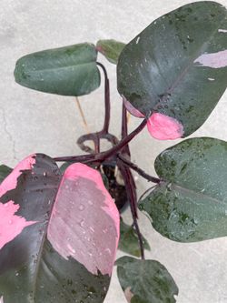 Philodendron pink Princess plant