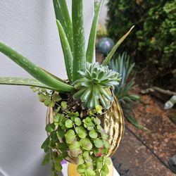Plant Succulent Whis Aloe Vera In Cute Glass Vase, Inside