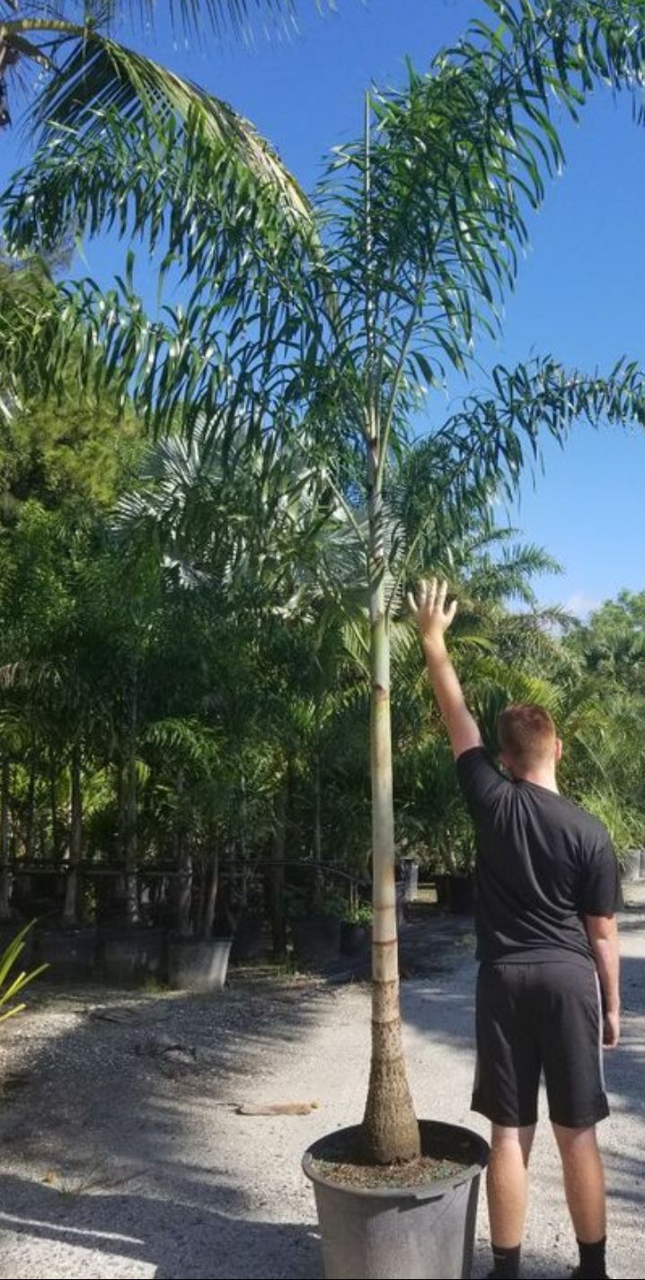 Foxtail palm