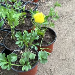 Ranunculus