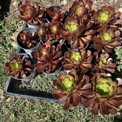 Succulents 