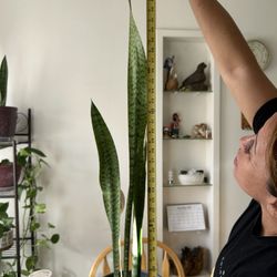 Snake Plant Aka lengua De Suegra