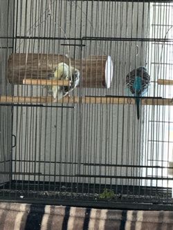 Cage bird