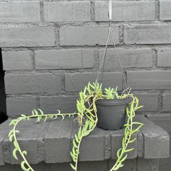 Succulents 