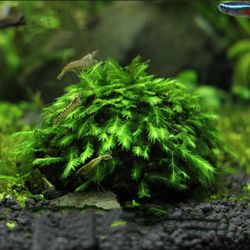 RARE!!! Phoenix Moss