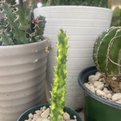 Variegated Stapelia Plant 🪴 