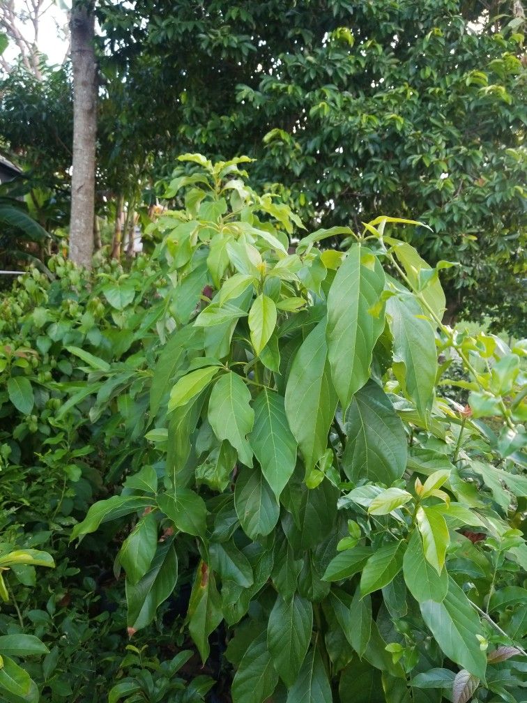 Avocado Tree