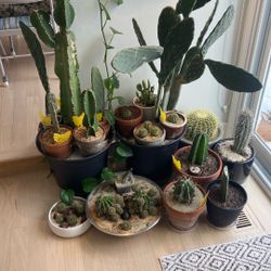 Various Cacti And Euphorbia For Sale Prices Vary Dm For Info 