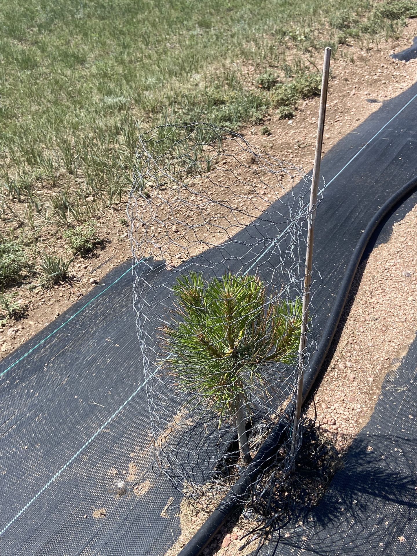 Young Tree with Protective Wire
