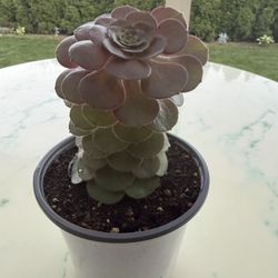 Aeonium 'Blushing Beauty'  Blushing Aeonium (LIFE  SUCCULENT - CACTUS)