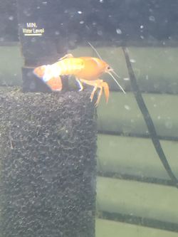 Crayfish FREE