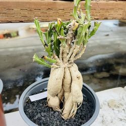 Look Like Bonsai Plant Euphorbia Imported