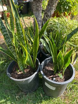 Snake plants
