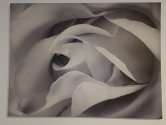 Rose Canvas Art Painting