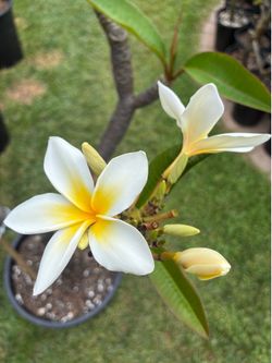 Beautiful Blooming Plumeria