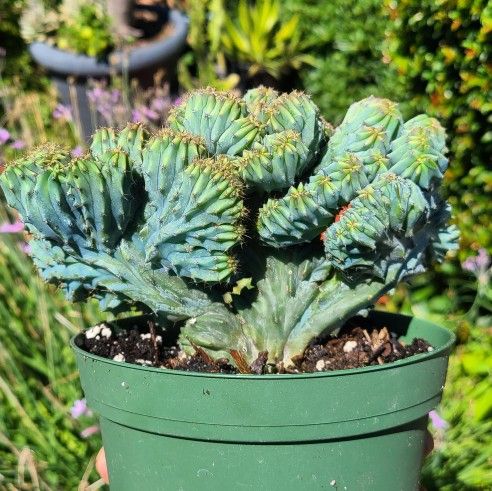Moving Sale Want To Sell My Plants
