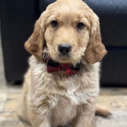 Dog Collar